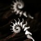 Spiral Shell Ear Climber – Sculptural 925 Sterling Silver Spiral Shell Ear Climber – Sculptural 925 Sterling Silver