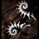Spiral Shell Ear Climber – Sculptural 925 Sterling Silver Spiral Shell Ear Climber – Sculptural 925 Sterling Silver